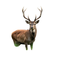 Red Deer | Types of Deer with Names in English