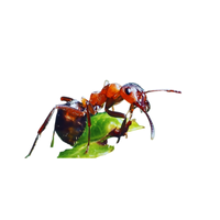 Red Wood Ant | Types of Ants and their Names in English