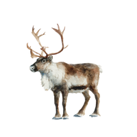 Reindeer | Types of Deer with Names in English