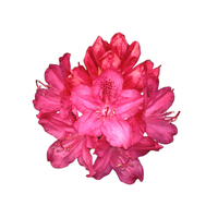 Rhododendron | Types of Flowers in English with Pictures