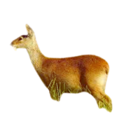 Riverine Deer | Types of Deer with Names in English