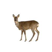 Roe Deer | Types of Deer with Names in English