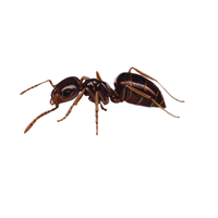 Rover Ant | Types of Ants and their Names in English