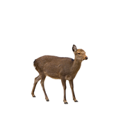 Sacred Deer | Types of Deer with Names in English