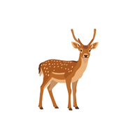 Short-Antlered Deer | Types of Deer with Names in English