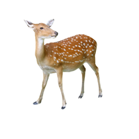 Sika Deer | Types of Deer with Names in English