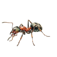 Slave-Making Ant | Types of Ants and their Names in English