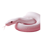 Smooth snake