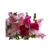 Snapdragon | Types of Flowers in English with Pictures