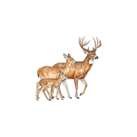 Social Deer | Types of Deer with Names in English