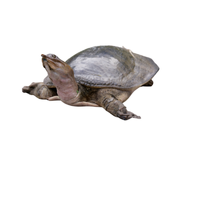 Softshell turtle | Types of Reptiles with Names in English