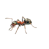 Soldier Ant