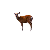 Solitary Deer | Types of Deer with Names in English