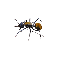 Spiny Ant | Types of Ants and their Names in English