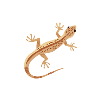 Spiny lizard | Types of Reptiles with Names in English