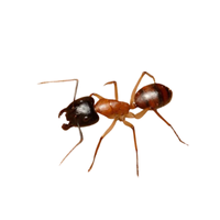 Sugar Ant | Types of Ants and their Names in English