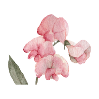 Sweet Pea | Types of Flowers in English with Pictures