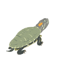 Terrapin | Types of Reptiles with Names in English
