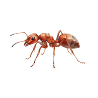 Tree Ant | Types of Ants and their Names in English