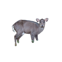 Tufted Deer | Types of Deer with Names in English
