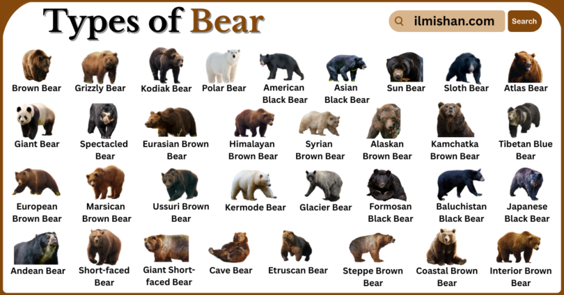 Types of Bear Breeds with Names in English with Pictures