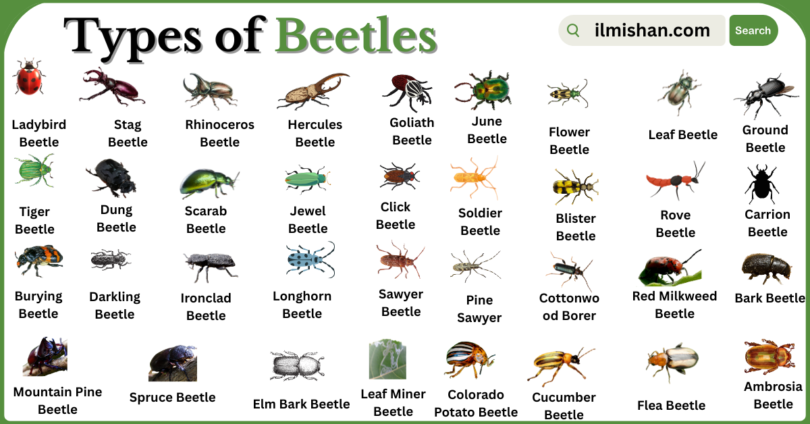 Types of Beetles with Names in English with Pictures