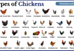 Types of Chicken with Names in English with Pictures
