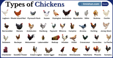 Types of Chicken with Names in English with Pictures