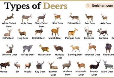 Types of Deer with Names in English with Pictures