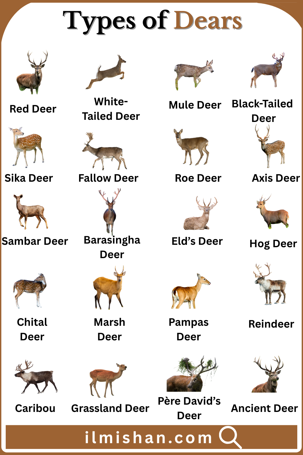 Types of Deer with Names in English