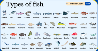 Types of Fish with Names in English with Pictures