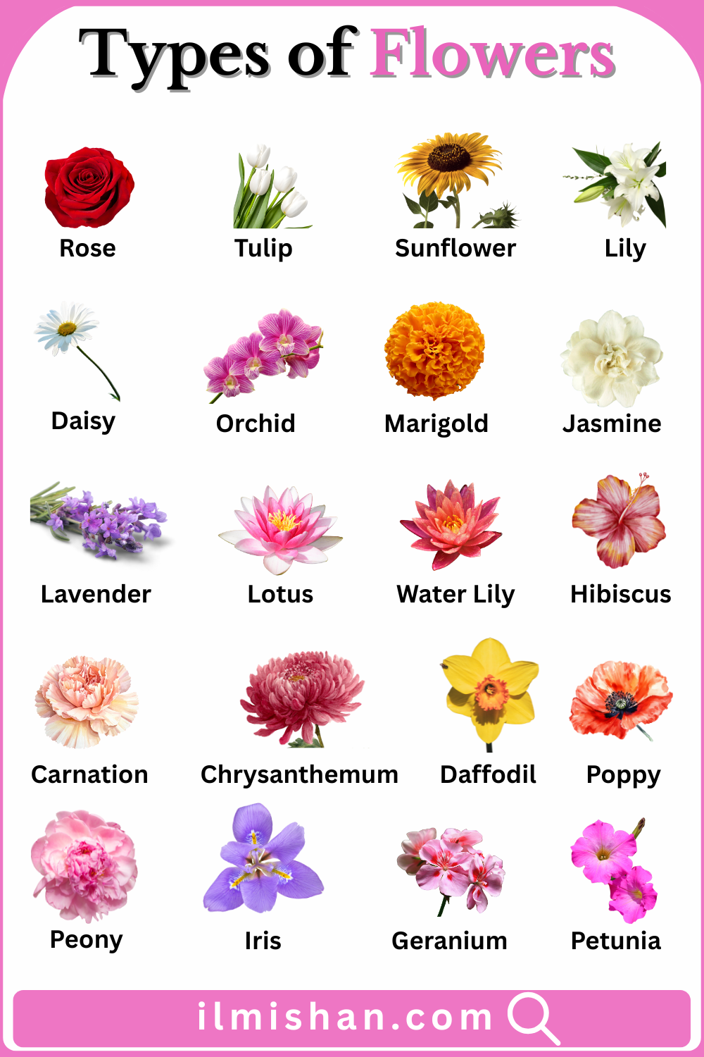 Types of Flowers with Names in English and their Picture