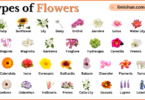 Types of Flowers with Names in English with Pictures