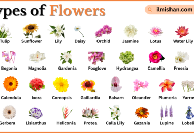 Types of Flowers with Names in English with Pictures