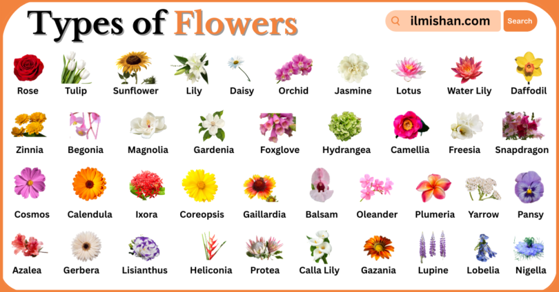 Types of Flowers with Names in English with Pictures