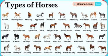 Types of Horse Breeds in English with Pictures