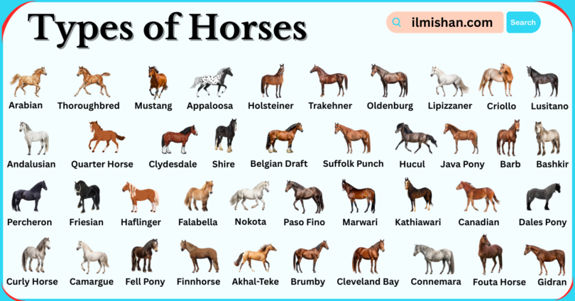 Types of Horse Breeds in English with Pictures