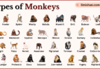 Types of Monkeys Breeds Names in English With Pictures