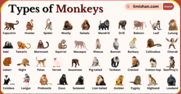 Types of Monkeys Breeds Names in English With Pictures
