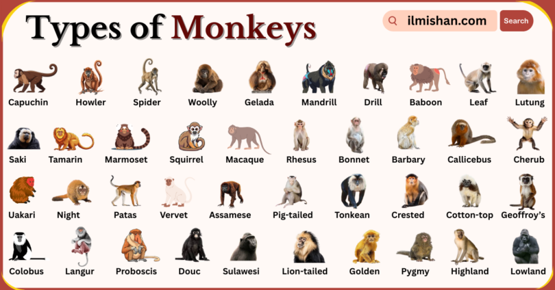 Types of Monkeys Breeds Names in English With Pictures