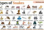 Types of Snakes with Names in English and Pictures