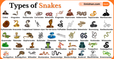Types of Snakes with Names in English and Pictures
