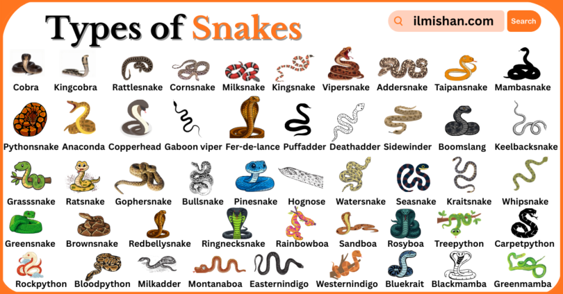 Types of Snakes with Names in English and Pictures