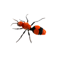 Velvet Ant | Types of Ants and their Names in English