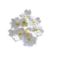 Verbena | Types of Flowers in English with Pictures