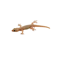 Wall lizard | Types of Reptiles with Names in English