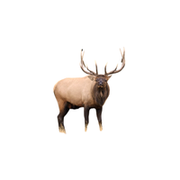 Wapiti | Types of Deer with Names in English