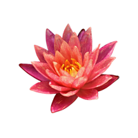 Water Lily | Types of Flowers in English with Pictures