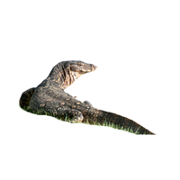 Water monitor | Types of Reptiles with Names in English