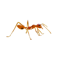 Weaver Ant | Types of Ants and their Names in English